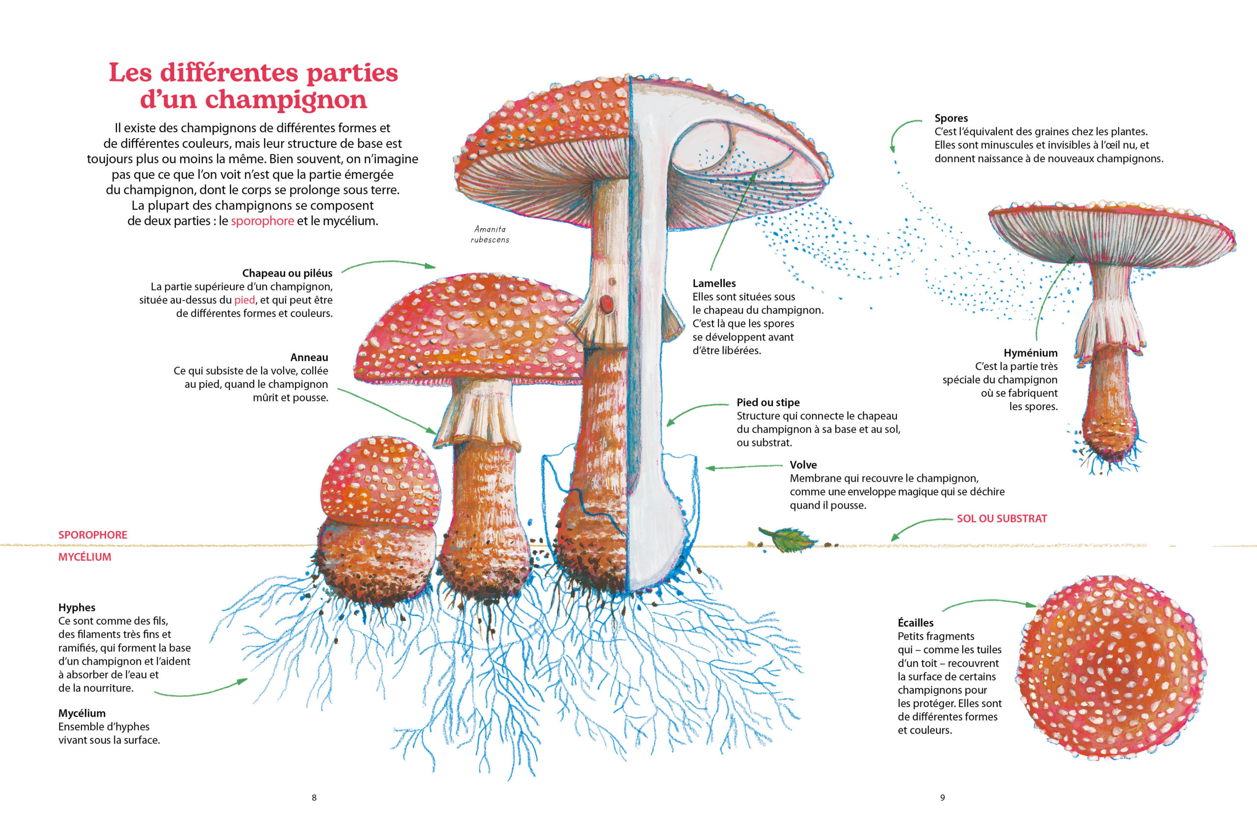 Reino fungi