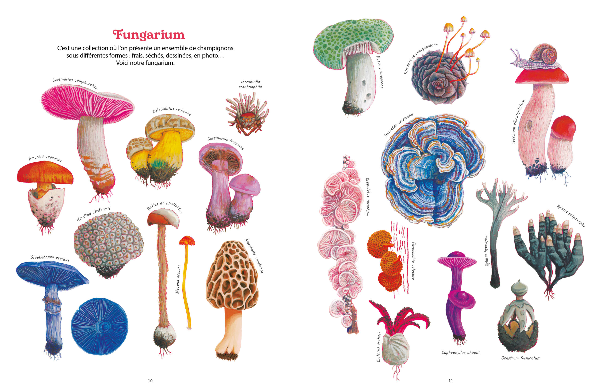 Reino fungi2