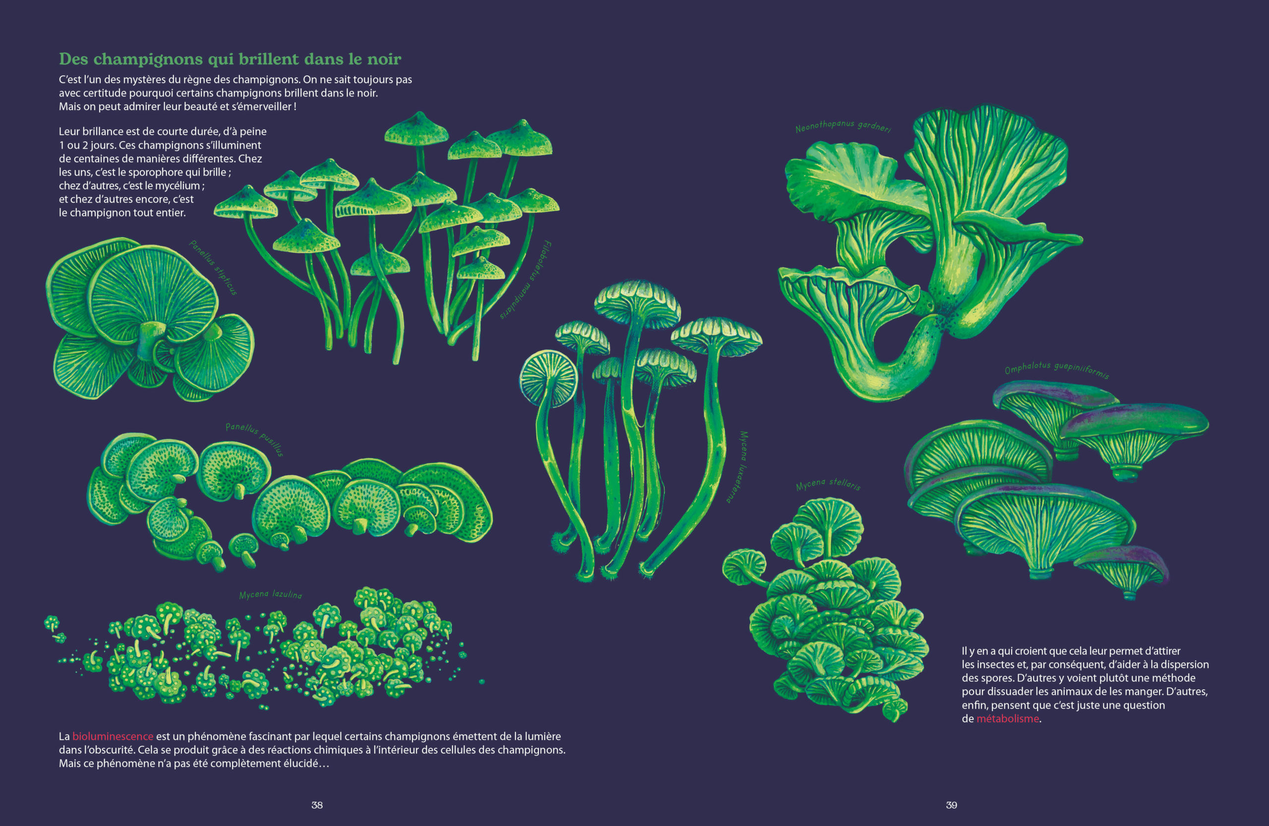 Reino fungi3